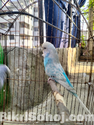 English Budgerigar Adult Pair | Healthy & Active Birds